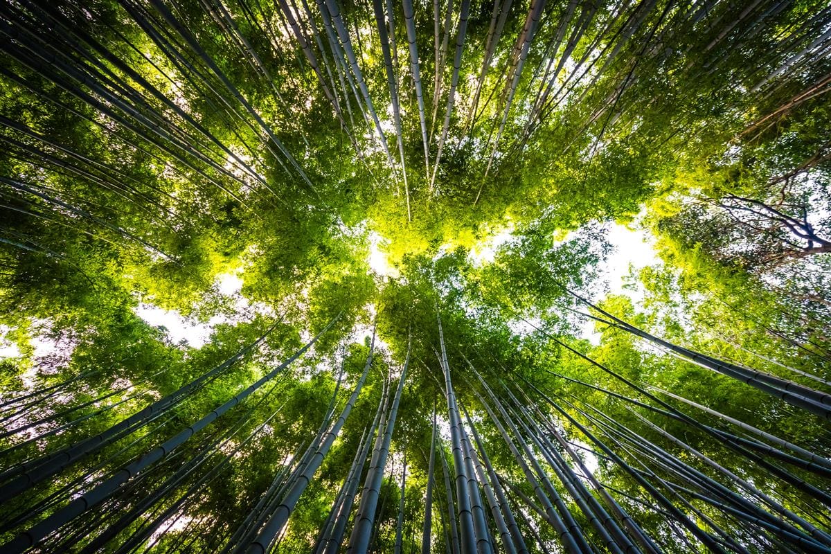 Floresta de bambu, cadeia de custódia FSC
