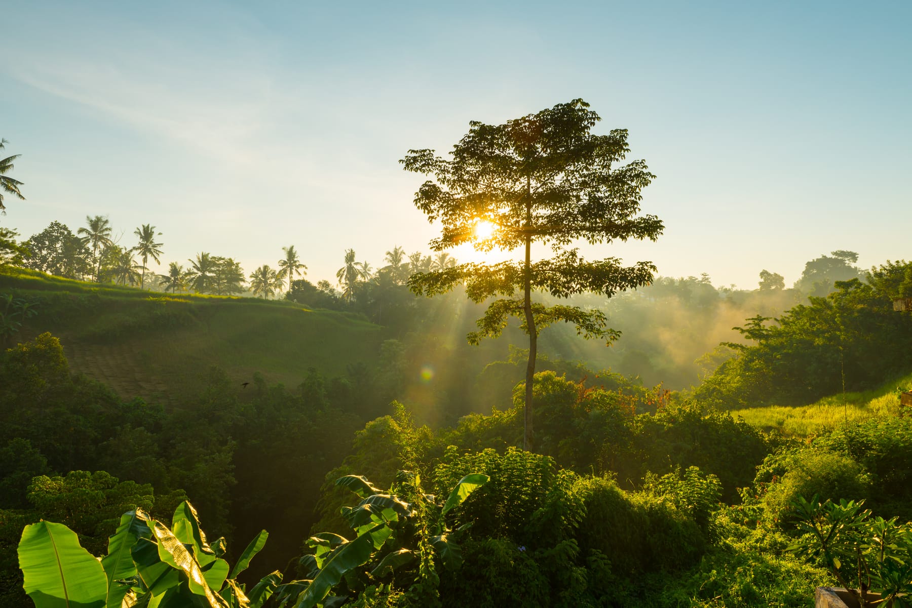 Floresta nativa — origem FSC da DSGQ