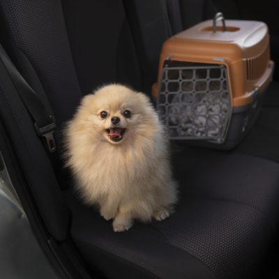 cute-dog-with-carrier-car